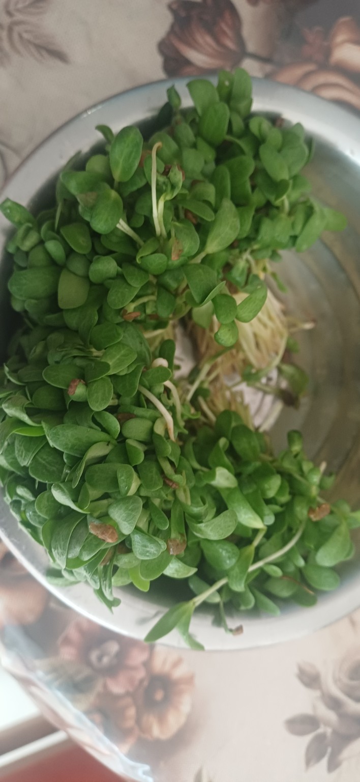 Fenugreek seedlings continuing to grow