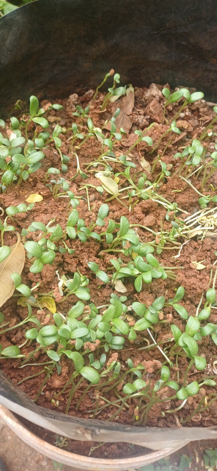 Fenugreek seedlings continuing to grow